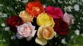 Belles roses 1080ps