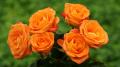Belles roses orange