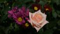 Belle rose rosée