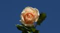 Belle rose rosée