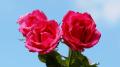Roses rouges
