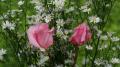 2 Belles roses rosées