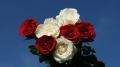 Roses blanches et rouges