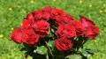 Bouquet de roses rouges