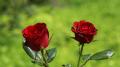 2 roses rouge