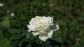 Belle roses blanche
