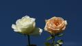 Belles roses