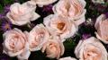 Belles roses rosées