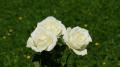 3 roses blanches