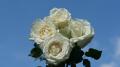 Roses blanches
