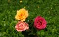 roses in mixed colors