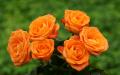 orange roses widescreen wallpaper