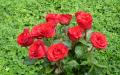red roses widescreen wallpaper