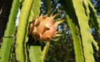 dragon fruit