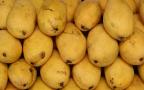 ripe mangos