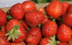 delicious strawberries