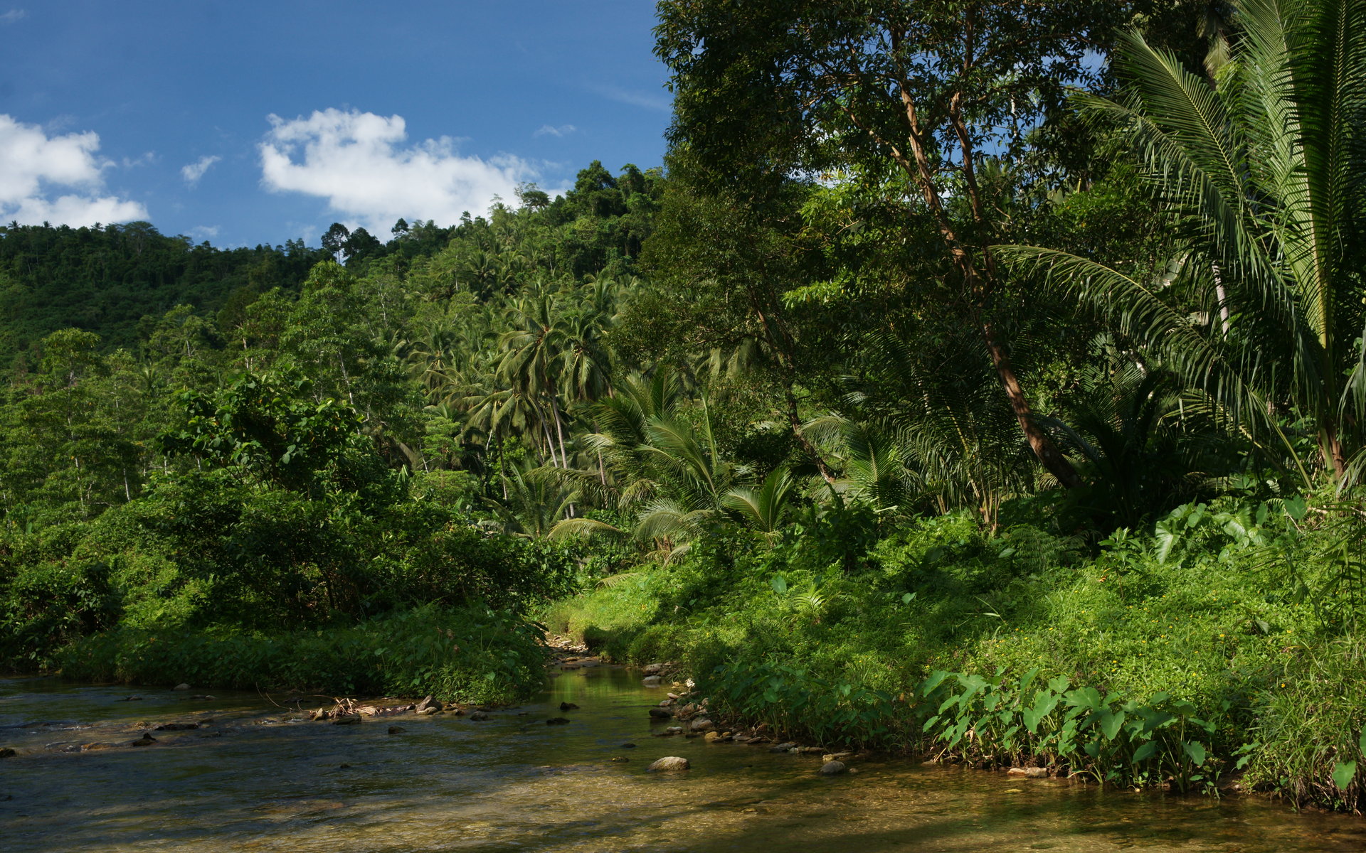 Pin Jungle River Jun