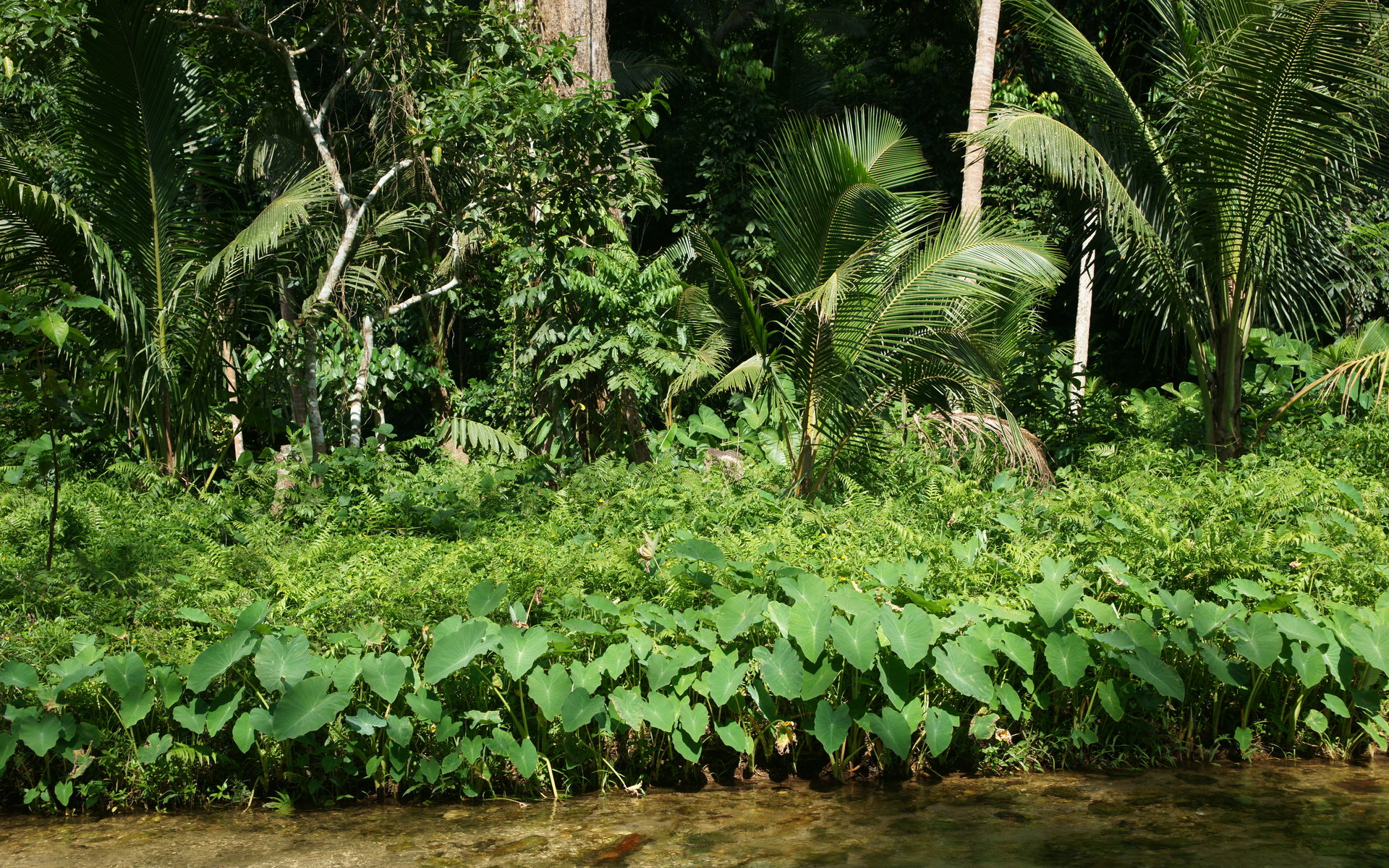 Jungle vegetation wa