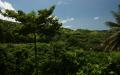 Jungle vegetation