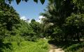 Jungle path amidst tropical vegetation