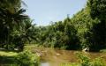 Jungle river thru beautiful tropical island vegetation Mindoro island desktop background
