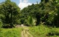 Jungle path arriving at Tukuran waterfalls amidst beautiful jungle nature desktop background