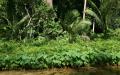 Jungle river vegetation