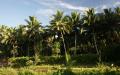 Tropical vegetation wallpaper