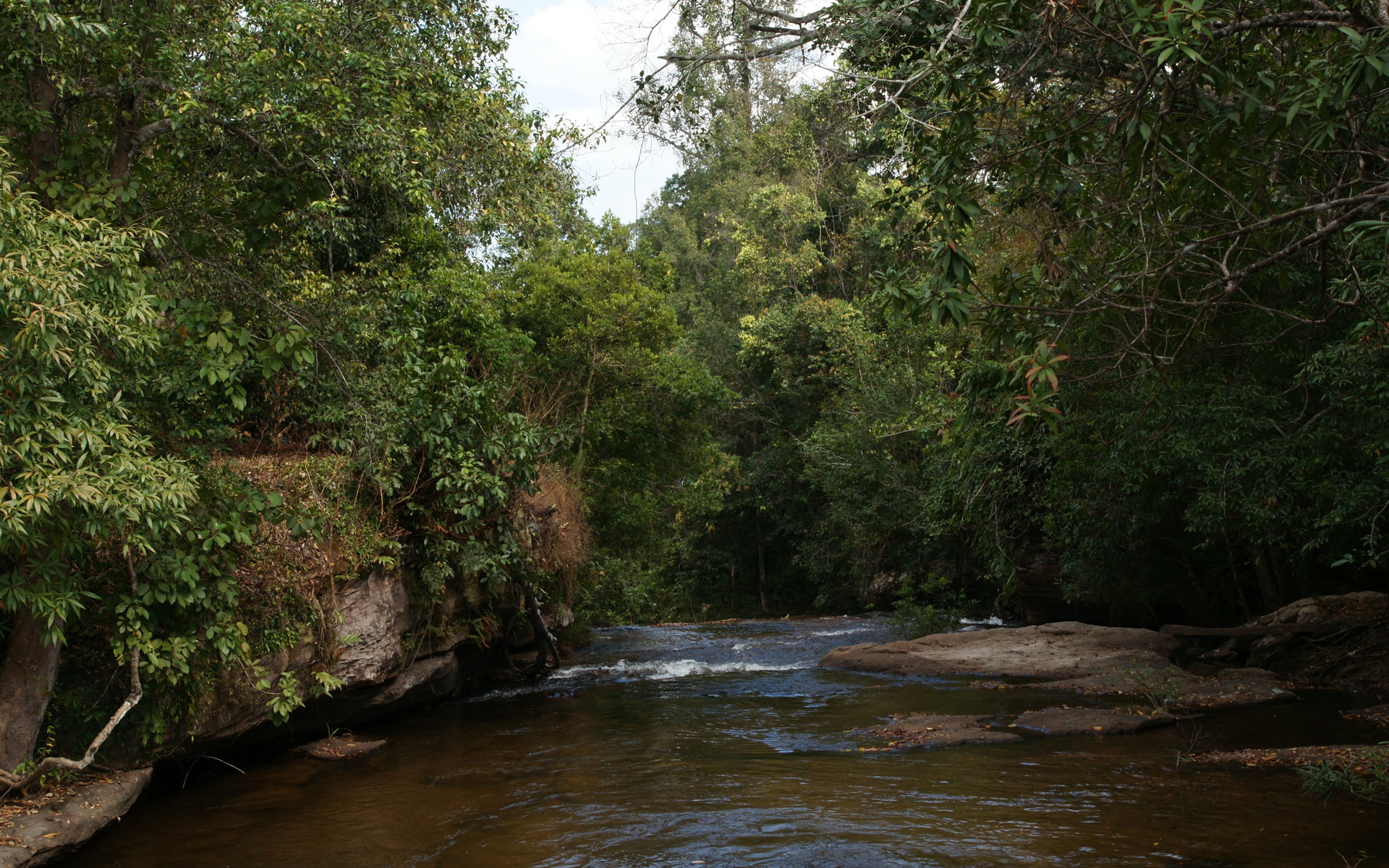 Cambodia Jungle