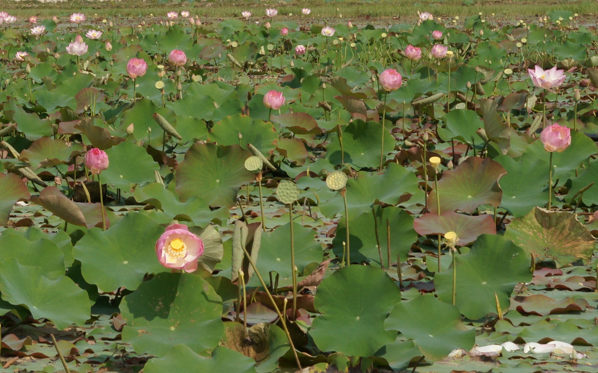 Lotus In Pond