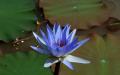 Beautiful blue lotus widescreen wallpaper