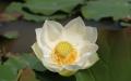 Beautiful white lotus