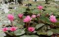 Fond d'écran fleur de lotus