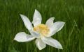Beautiful white lotus blossom