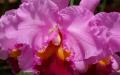 widescreen wallpaper Pink orchid