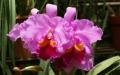 widescreen wallpaper Pink Cattleya orchid