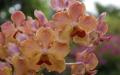 widescreen wallpaper orchids