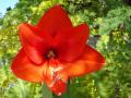 Red Amaryllis