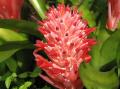 Bromelia