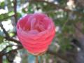 Camellia blossoming