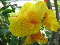 Canna indica