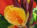 colorful Canna lily