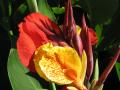 Canna red-yellow color