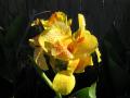 Canna yellow flowers
