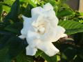 Beautiful Gardenia