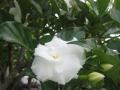 Jasmine white flower