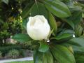 Magnolia opening flower