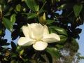 Magnolia grandifloris