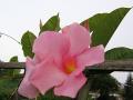 Mandevilla beautiful flower