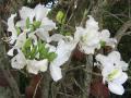 orchid tree blossom